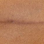 Bovine Leather