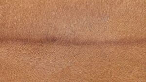 Bovine Leather