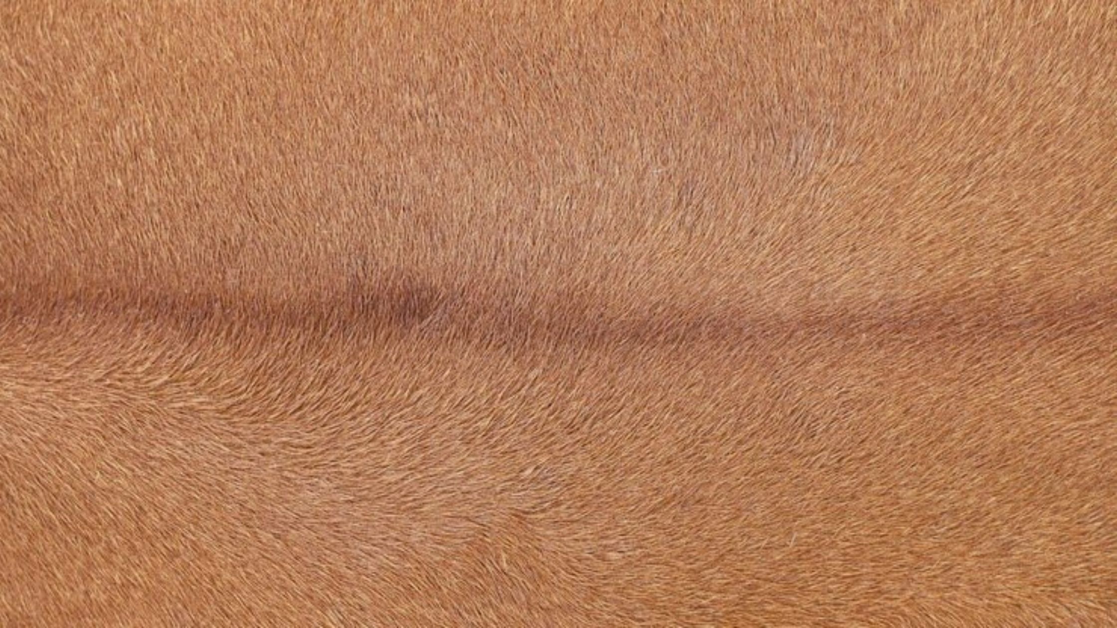 Bovine Leather